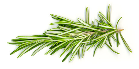 rosemary